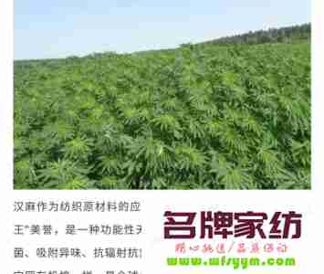 汉麻是什么面料?汉麻的英文是什么? 汉麻用途