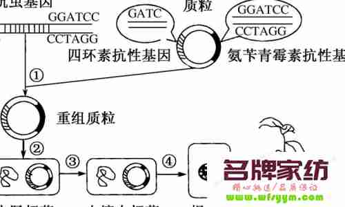 江苏红太阳集团公司成功引种国家863重大科技成果，转基因抗虫棉"南抗3号"