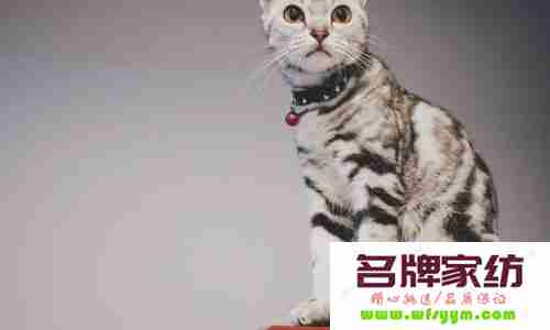 调教美国短毛猫的正确方法 调教美国短毛猫的正确方法是什么