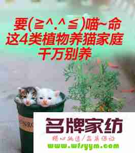 室内养猫注意事项有哪些 养猫室内养什么植物