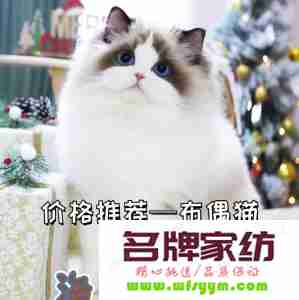 仙气十足的猫名字大全 很仙气的猫