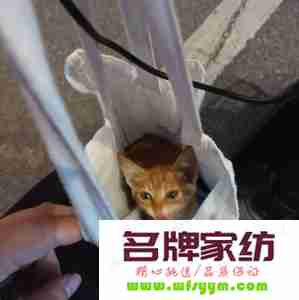 晚上捡猫回家有忌讳吗 晚上捡猫回家有忌讳吗女生