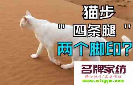 一只猫有几条腿 一只猫有四条腿