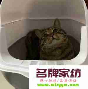 怎样给猫做猫砂盆视频 怎么给猫做猫砂盆