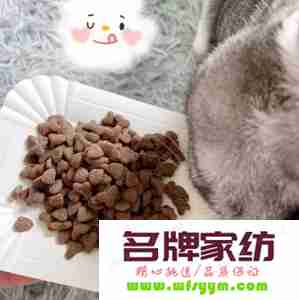 自己做猫食怎么做 什么食物可以代替猫粮给猫吃