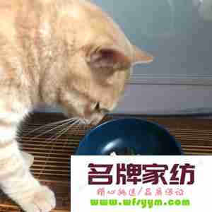 牛肉怎么处理给猫吃最好 牛肉怎么处理给猫吃最好视频