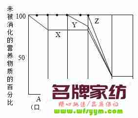 淀粉的消化过程示意图 淀粉的消化过程图解