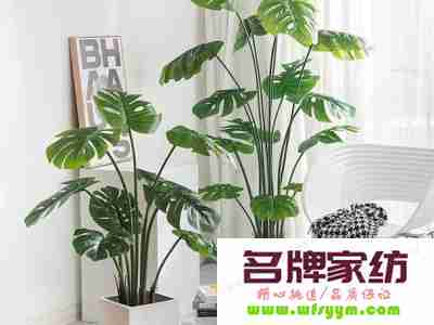 家里绿植装饰 家里绿植装饰图片大全