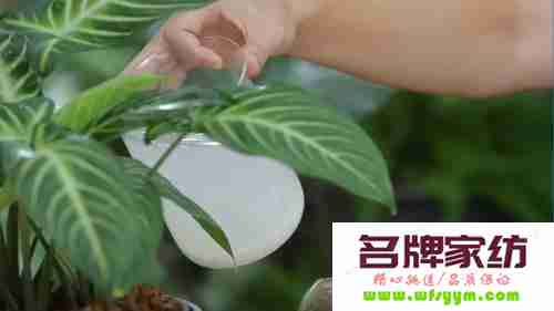 淘米水的用途与作用浇花 淘米水浇花的好处和正确使用方法?