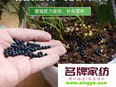 室内植物选择应得当什么肥料 室内植物一般施什么肥